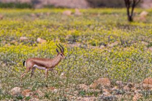 Gacela dorcas: el antílope más pequeño del Sahara que nunca bebe agua