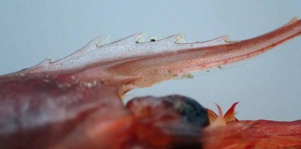 Gamba roja (Aristaeomorpha foliacea) de color escarlata intenso