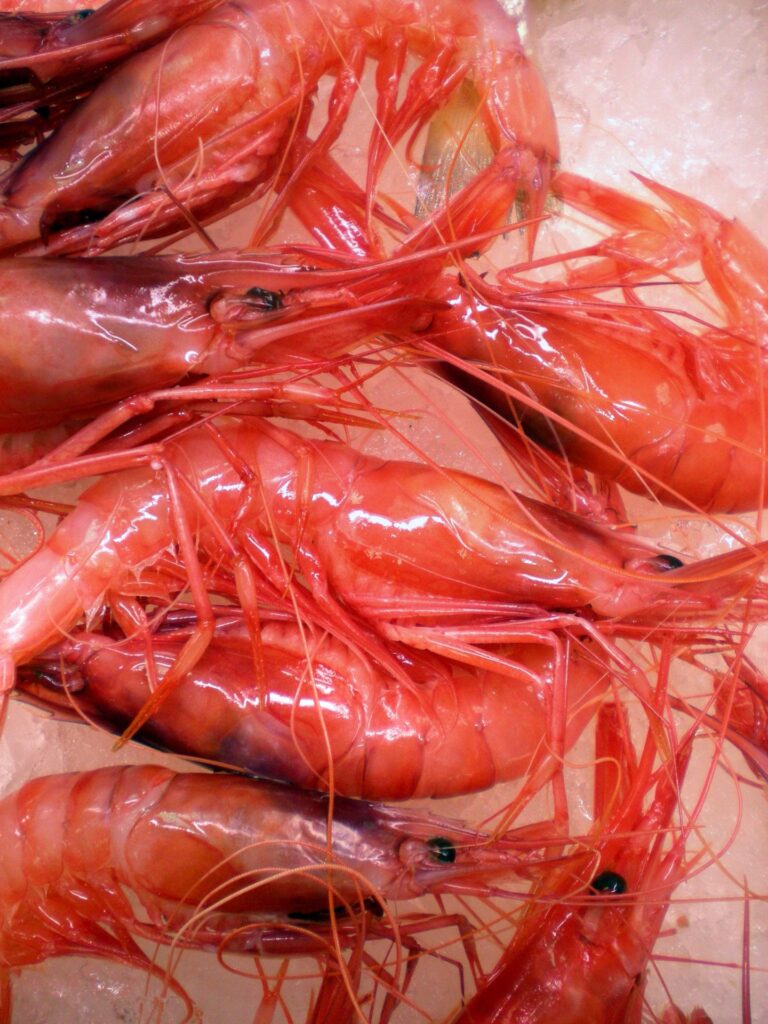 Gamba roja (Aristeus antennatus / Aristaeomorpha foliacea)