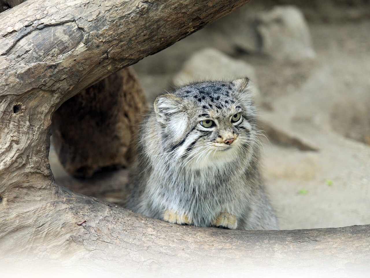 Gato de Pallas (Otocolobus manul)