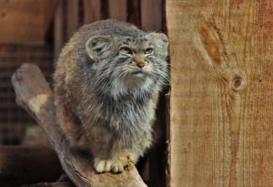 Gato de Pallas (manul): el felino más esponjoso del mundo