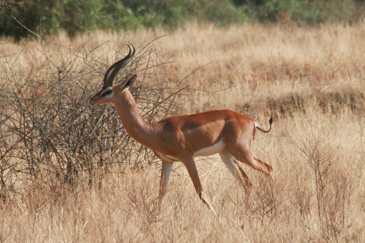 Gerenuk (Litocranius walleri)
