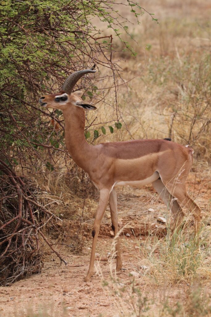 Gerenuk (Litocranius walleri) de pie sobre sus patas traseras