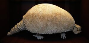 Gliptodonte: el armadillo gigante del Pleistoceno