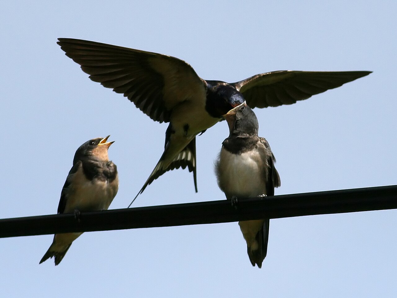 Golondrina común (Hirundo rustica)