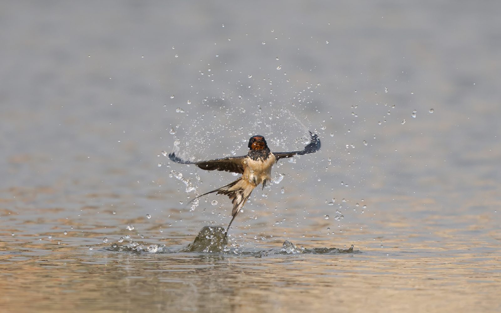Golondrina común (Hirundo rustica) bañándose en el agua