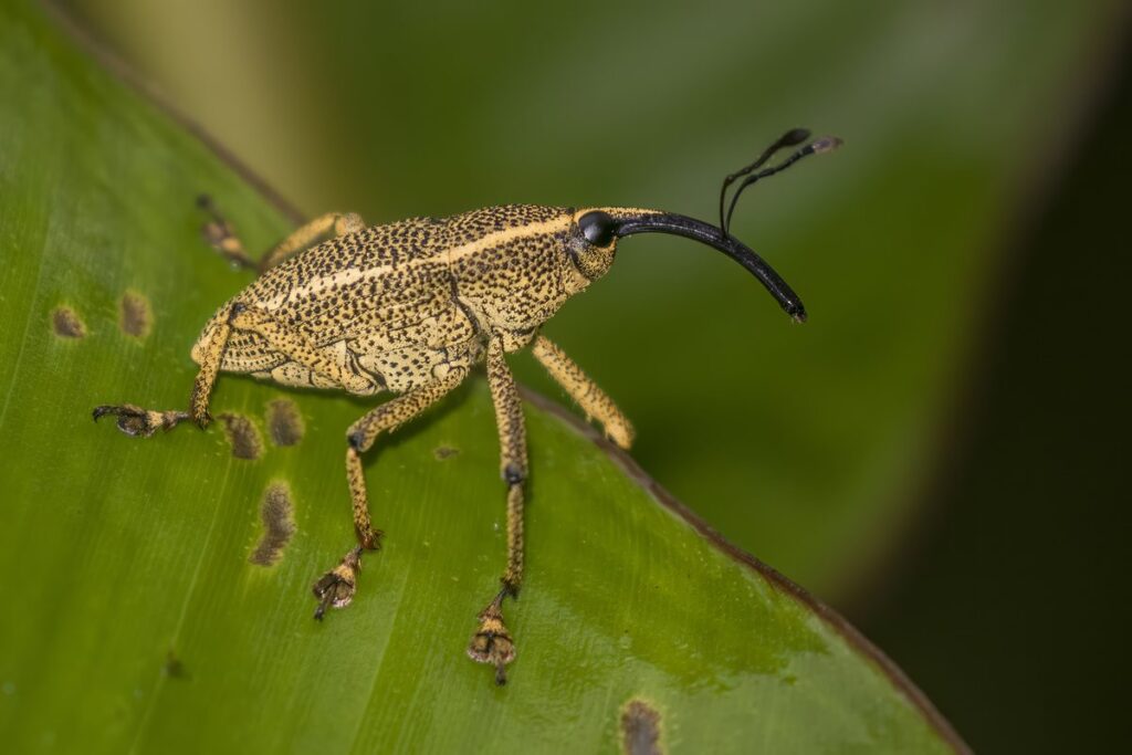 Gorgojo de la especie Cholus cinctus sobre una hoja