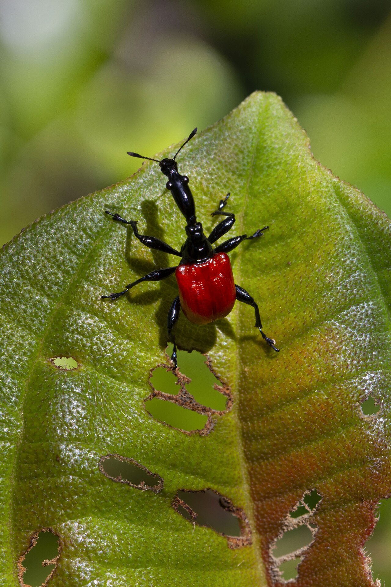 Gorgojo (Trachelophorus giraffa)