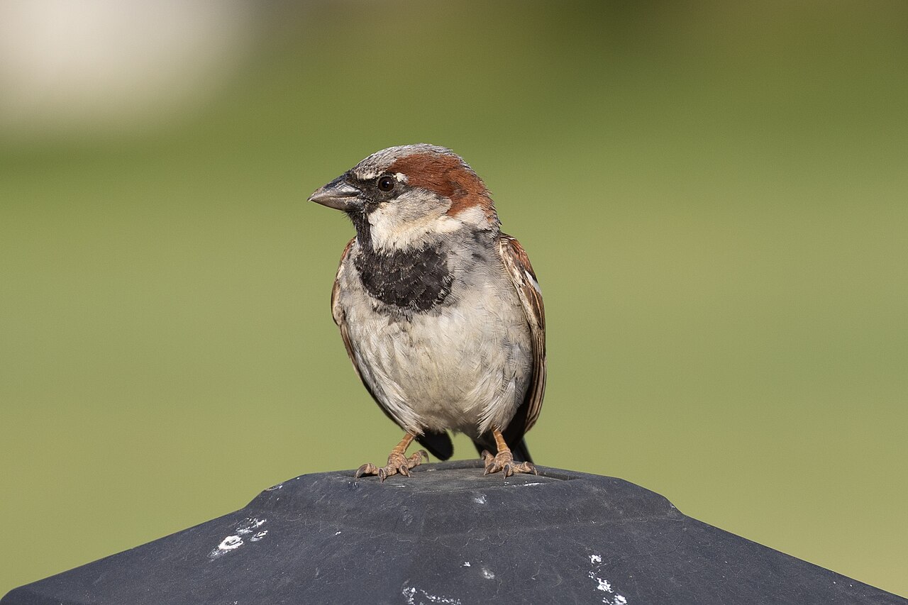 Gorrión común (Passer domesticus)