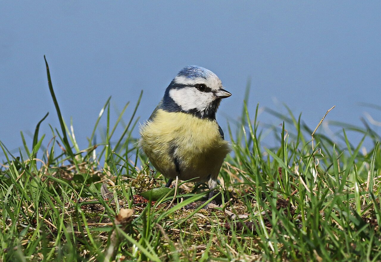 Herrerillo común (Cyanistes caeruleus)