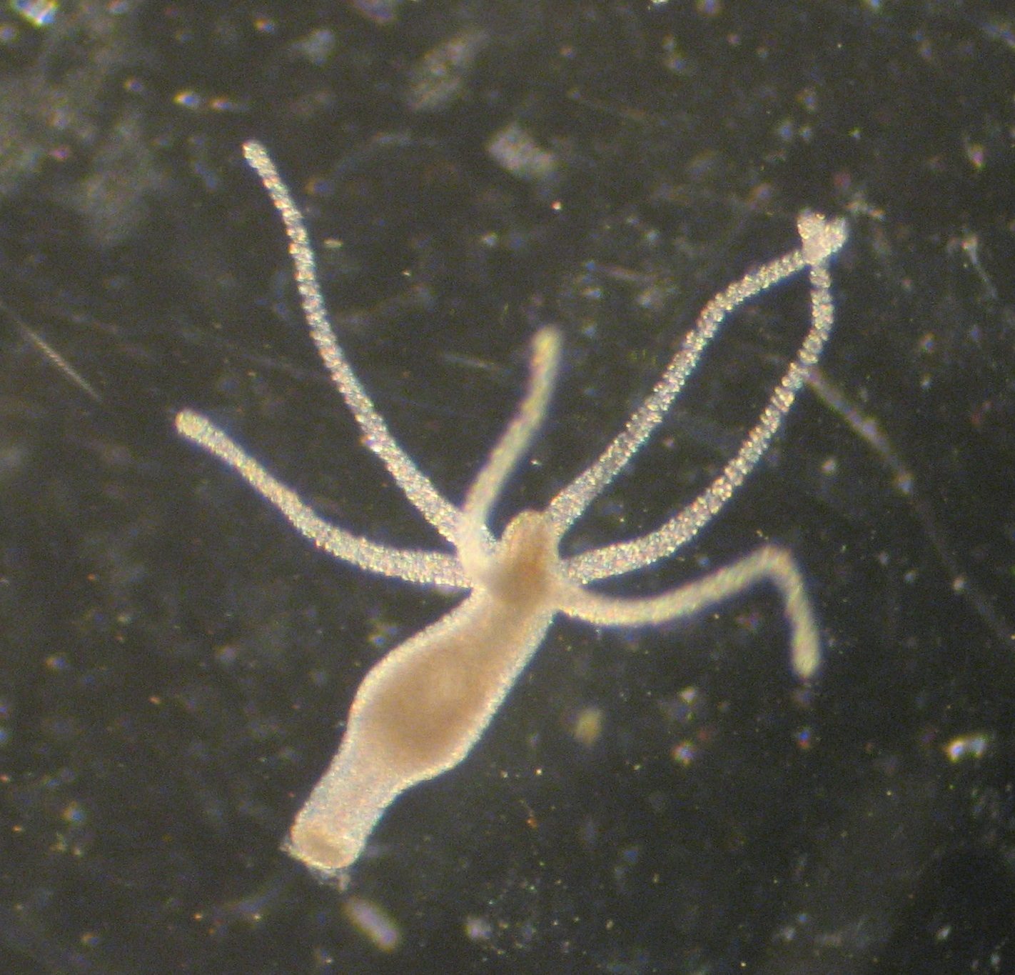 Microfotografía de una hidra de agua dulce (Hydra vulgaris) con sus tentáculos extendidos