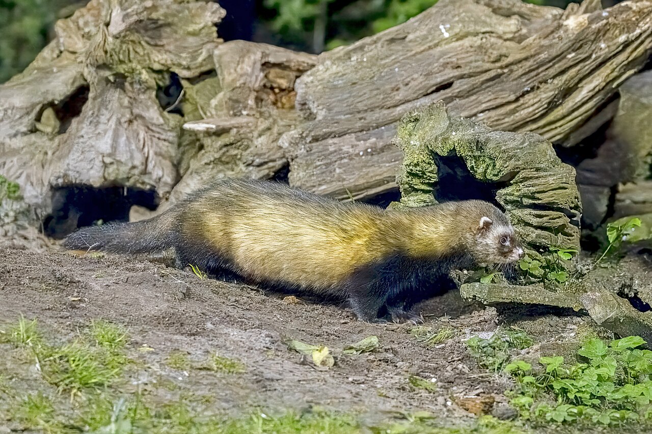 Hurón (Mustela putorius)