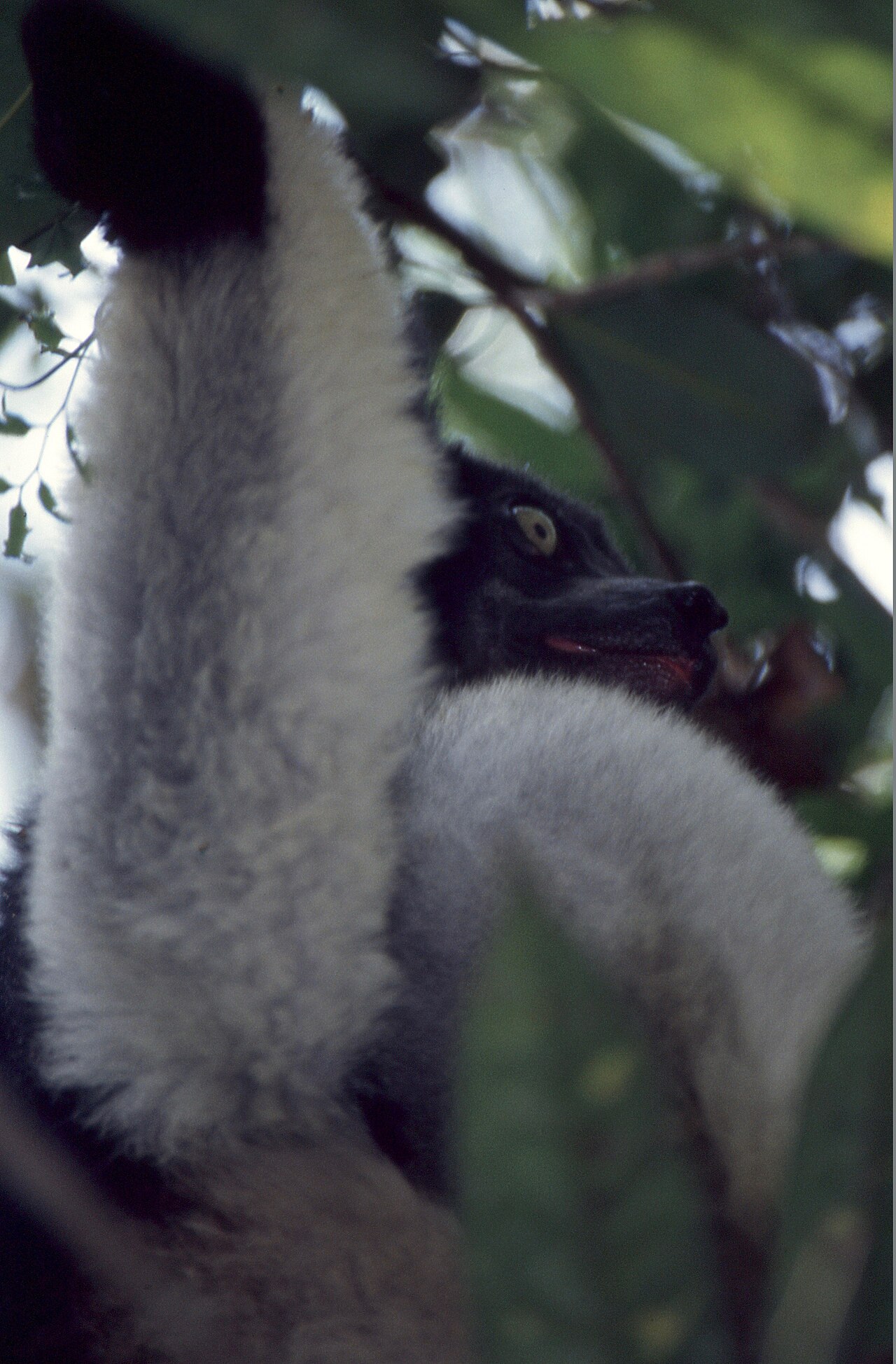 Indri (Indri indri)