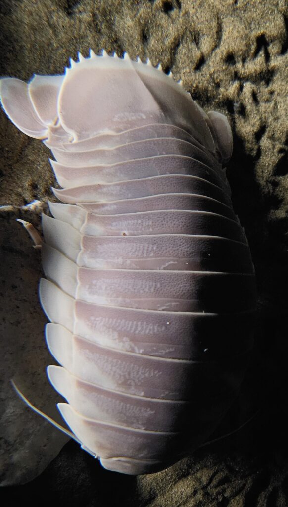 Isópodo gigante (Bathynomus giganteus) visto desde arriba, mostrando sus 14 pares de patas