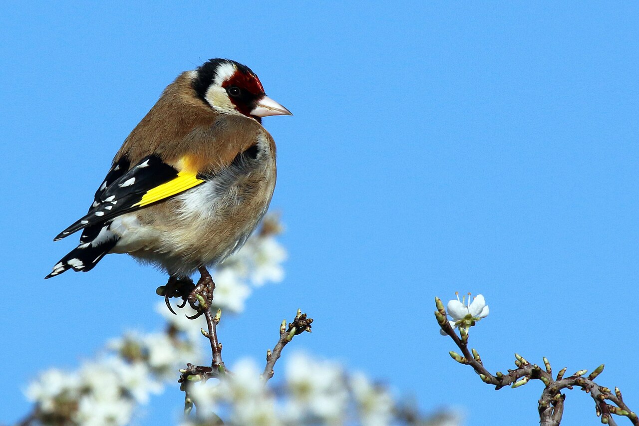 Jilguero europeo (Carduelis carduelis)