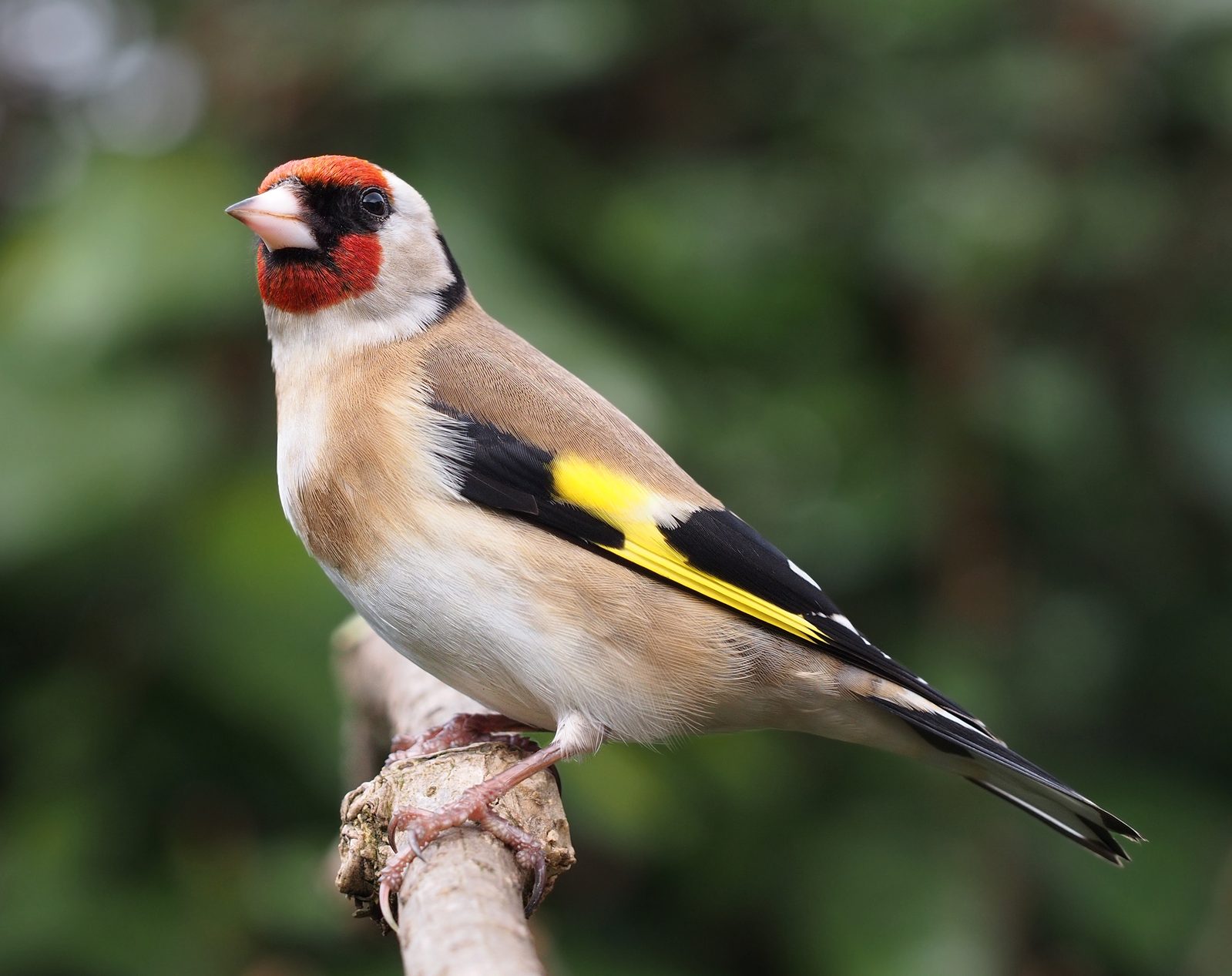 Jilguero europeo (Carduelis carduelis), uno de los paseriformes más coloridos del continente