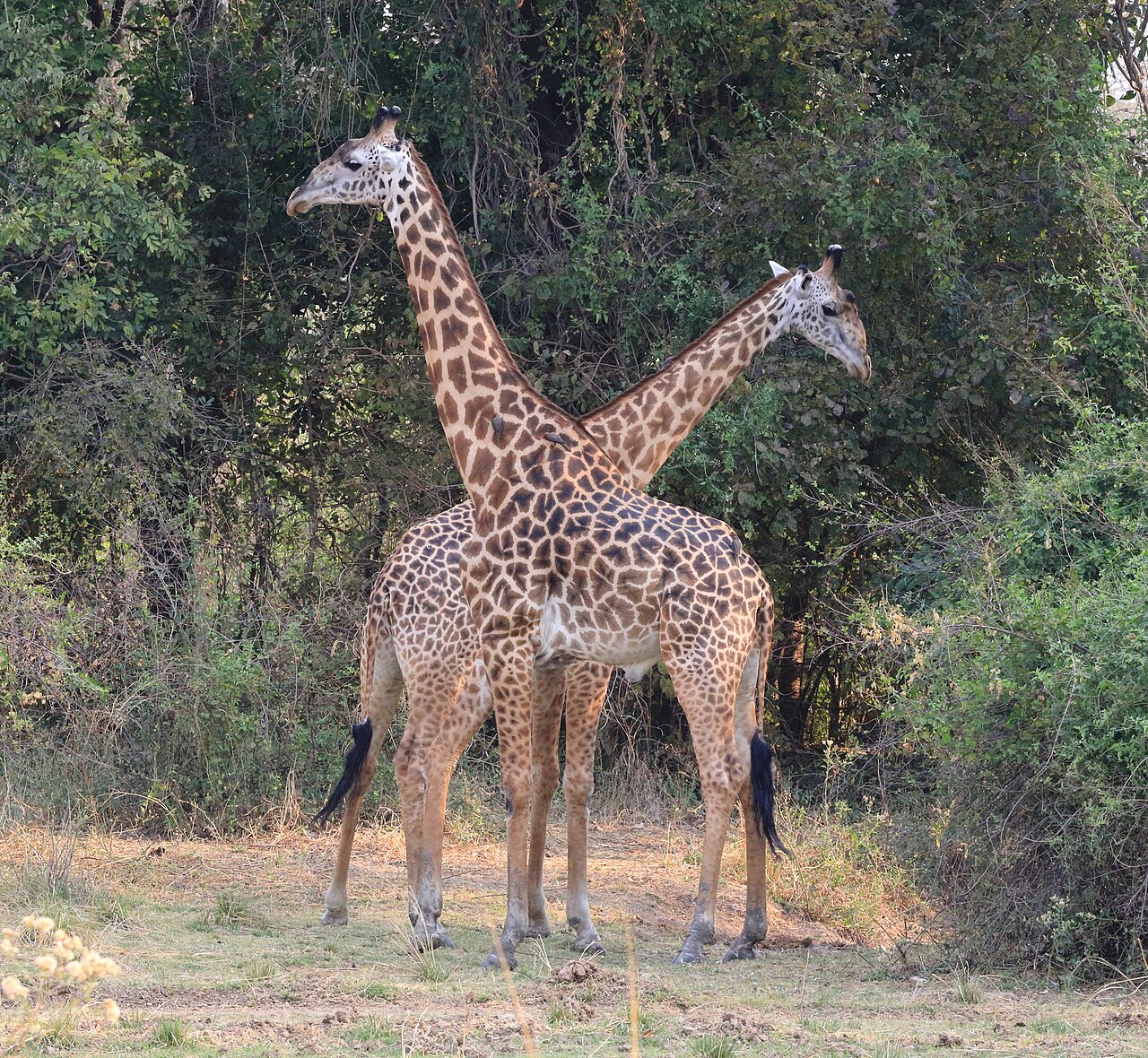 Jirafa masai (Giraffa tippelskirchi)