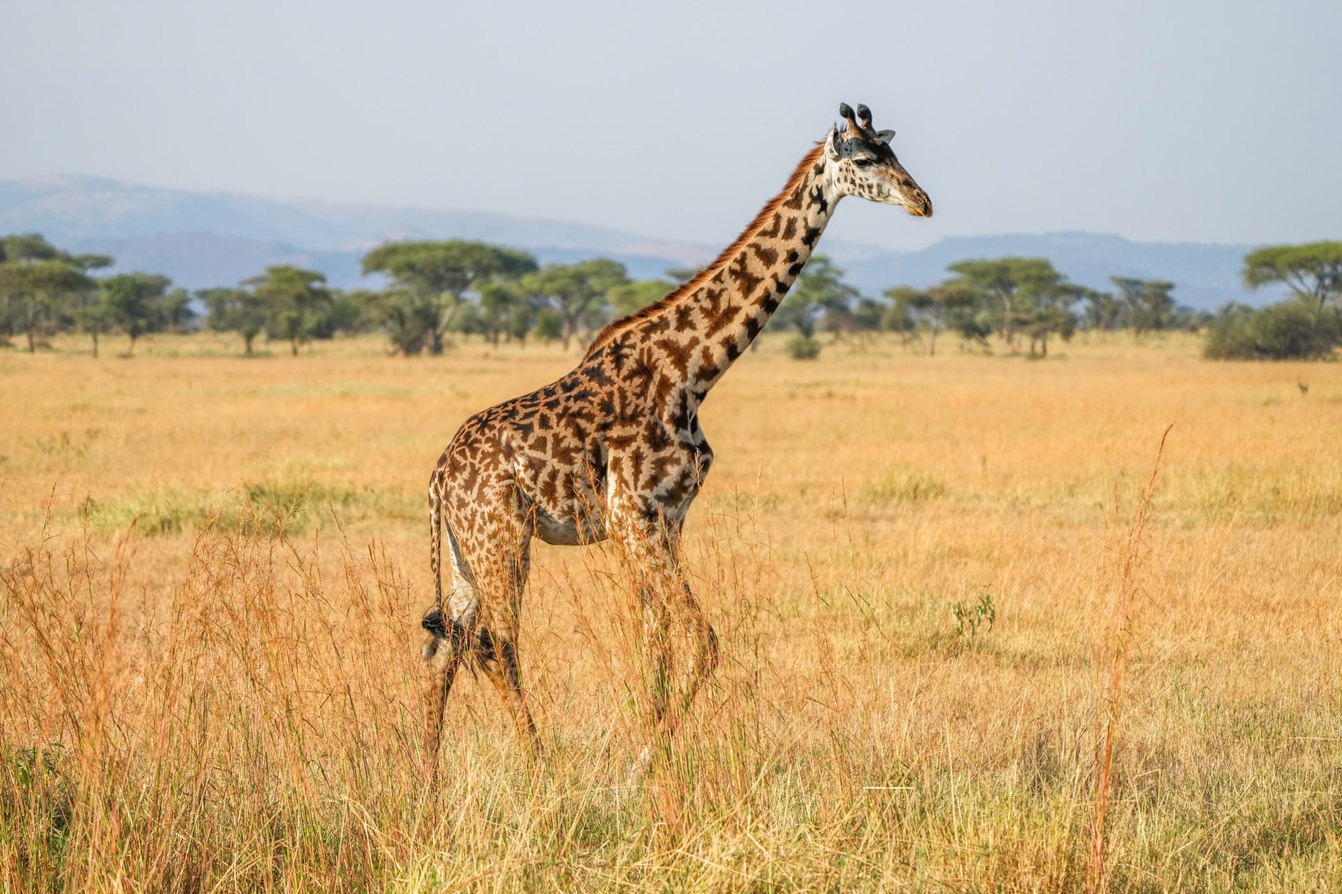 Jirafa masai