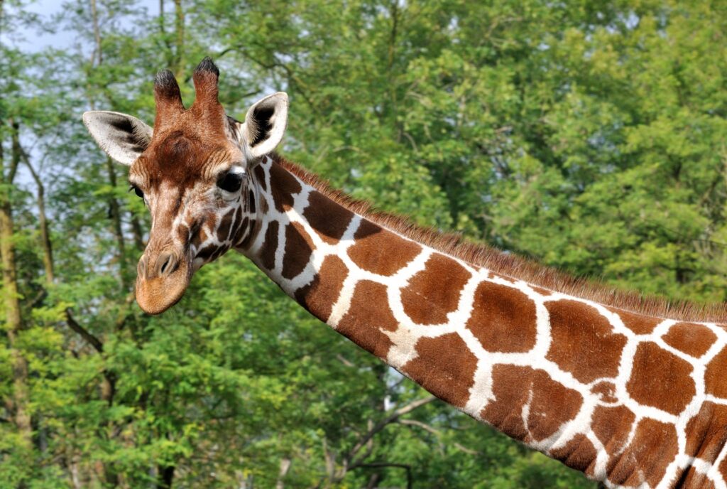 Jirafa reticulada (Giraffa reticulata) con su patrón de mosaico