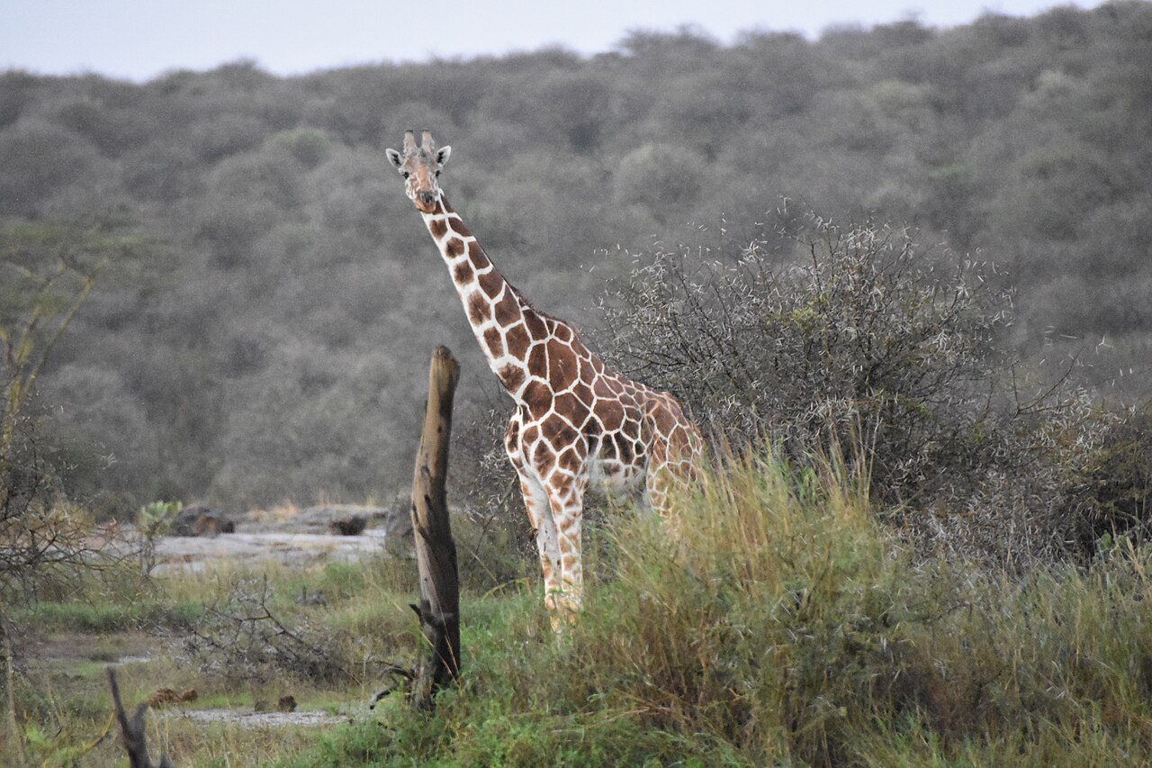 Jirafa reticulada (Giraffa reticulata)