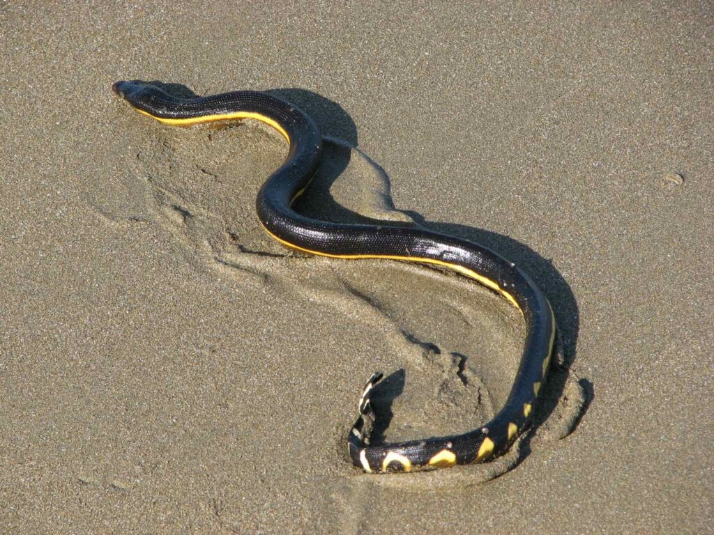 Krait de mar amarillo (Hydrophis platurus) nadando