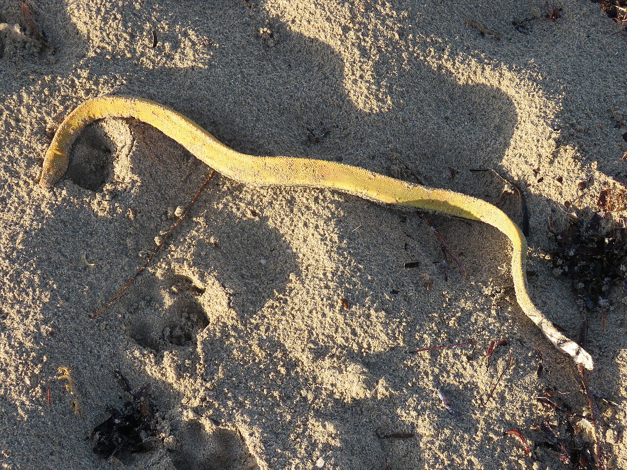 Krait de mar amarillo (Hydrophis platurus)