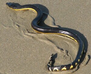 Krait de mar amarillo