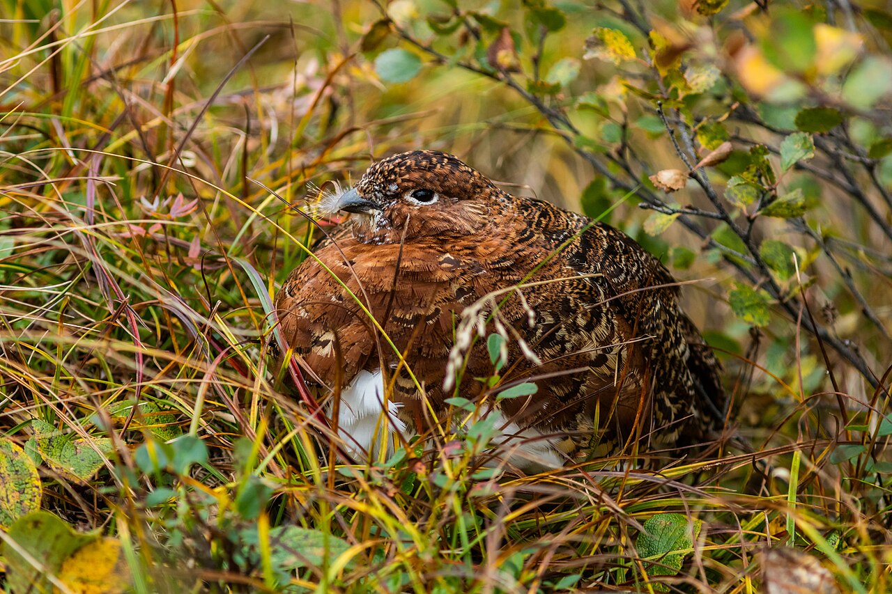 Lagópodo (Lagopus lagopus)