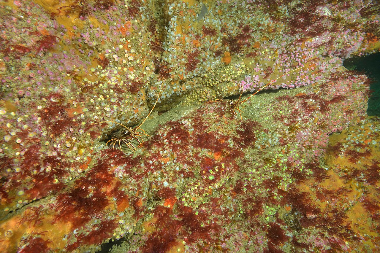 Langosta (Palinurus elephas)
