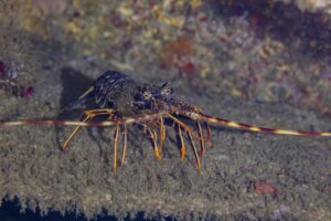 Langosta (Palinurus elephas)