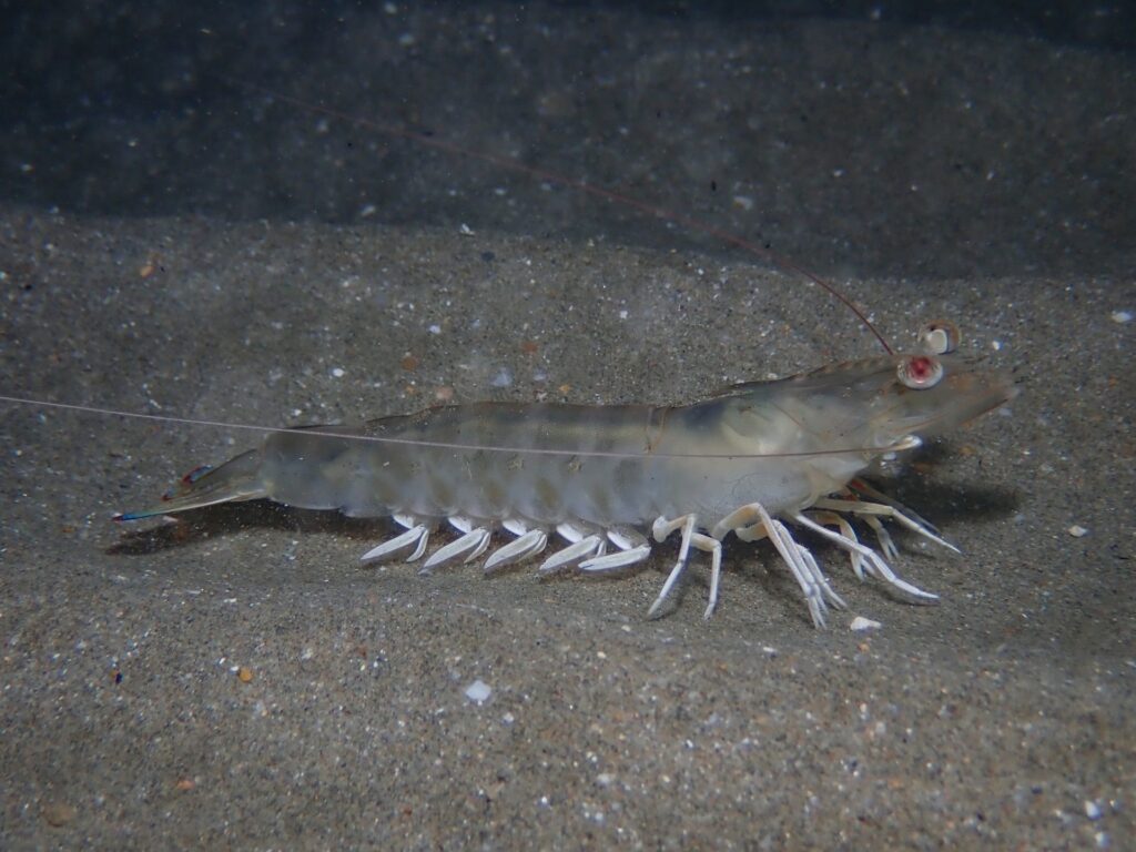 Langostino (Penaeus kerathurus)