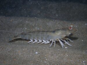 Langostino (Penaeus kerathurus)