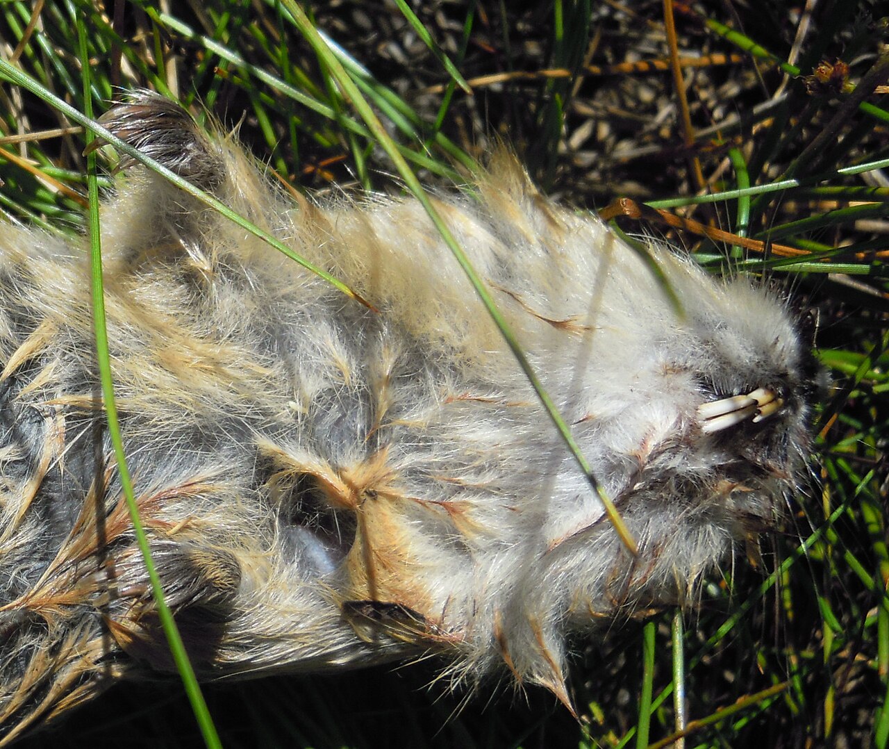 Lemming (Lemmus lemmus)