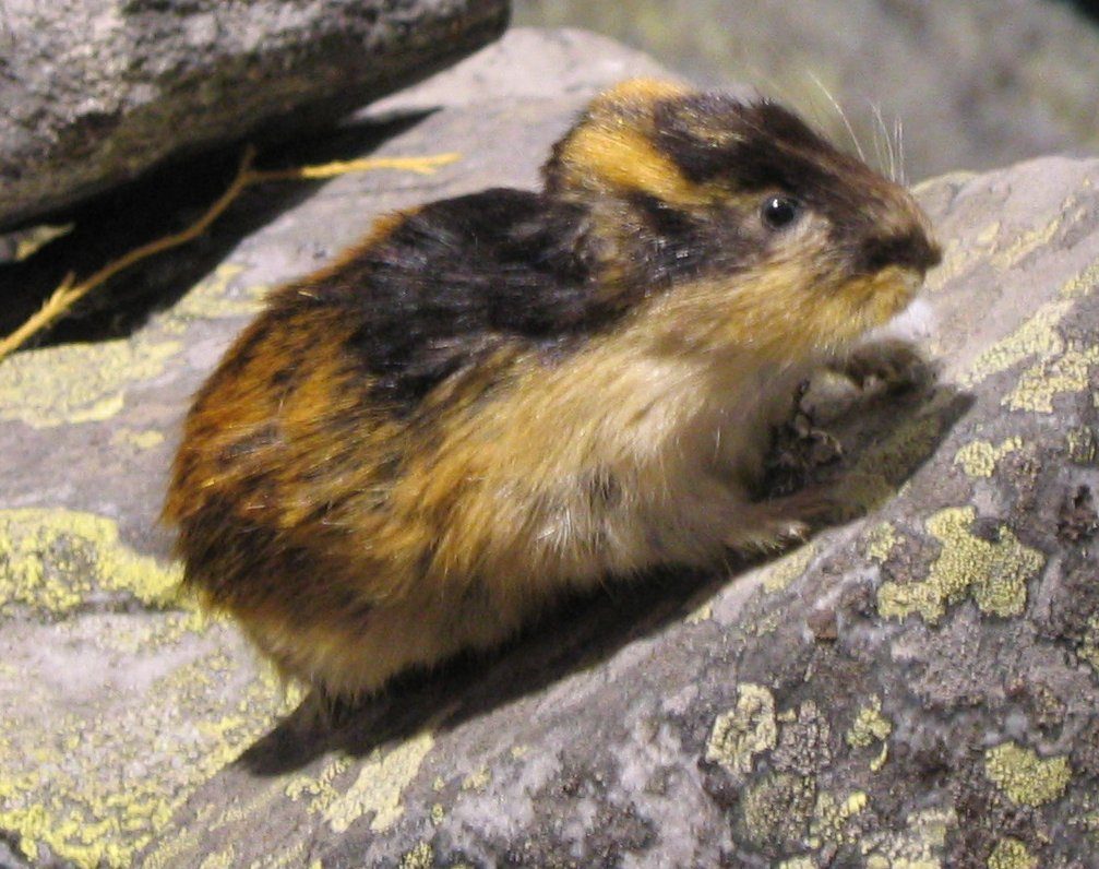 Lemming (Lemmus lemmus) en la tundra ártica