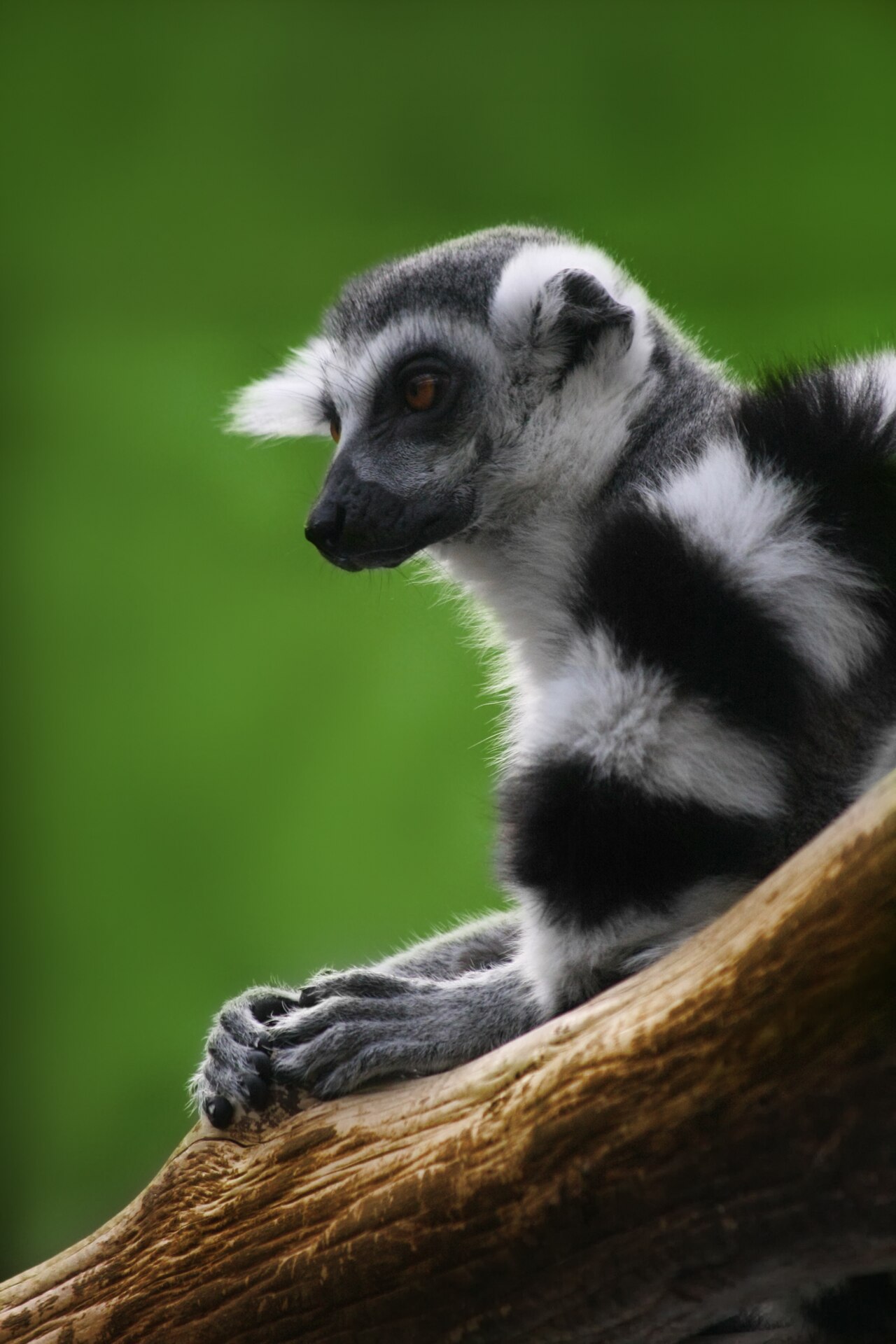 Lémur de cola anillada (Lemur catta)