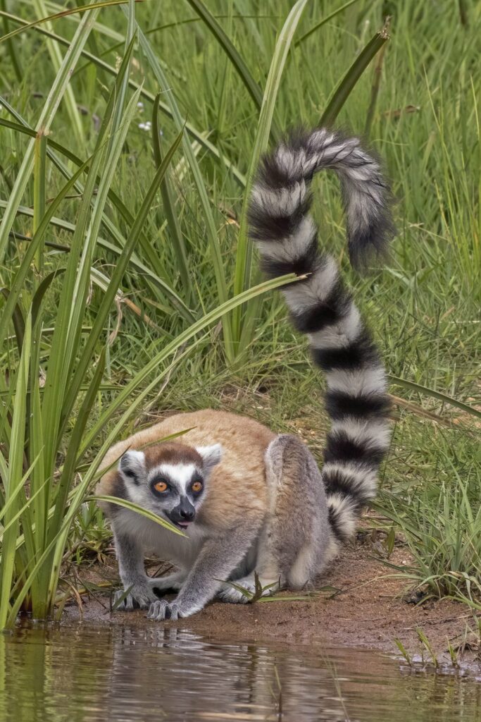 Lémur de cola anillada (Lemur catta)
