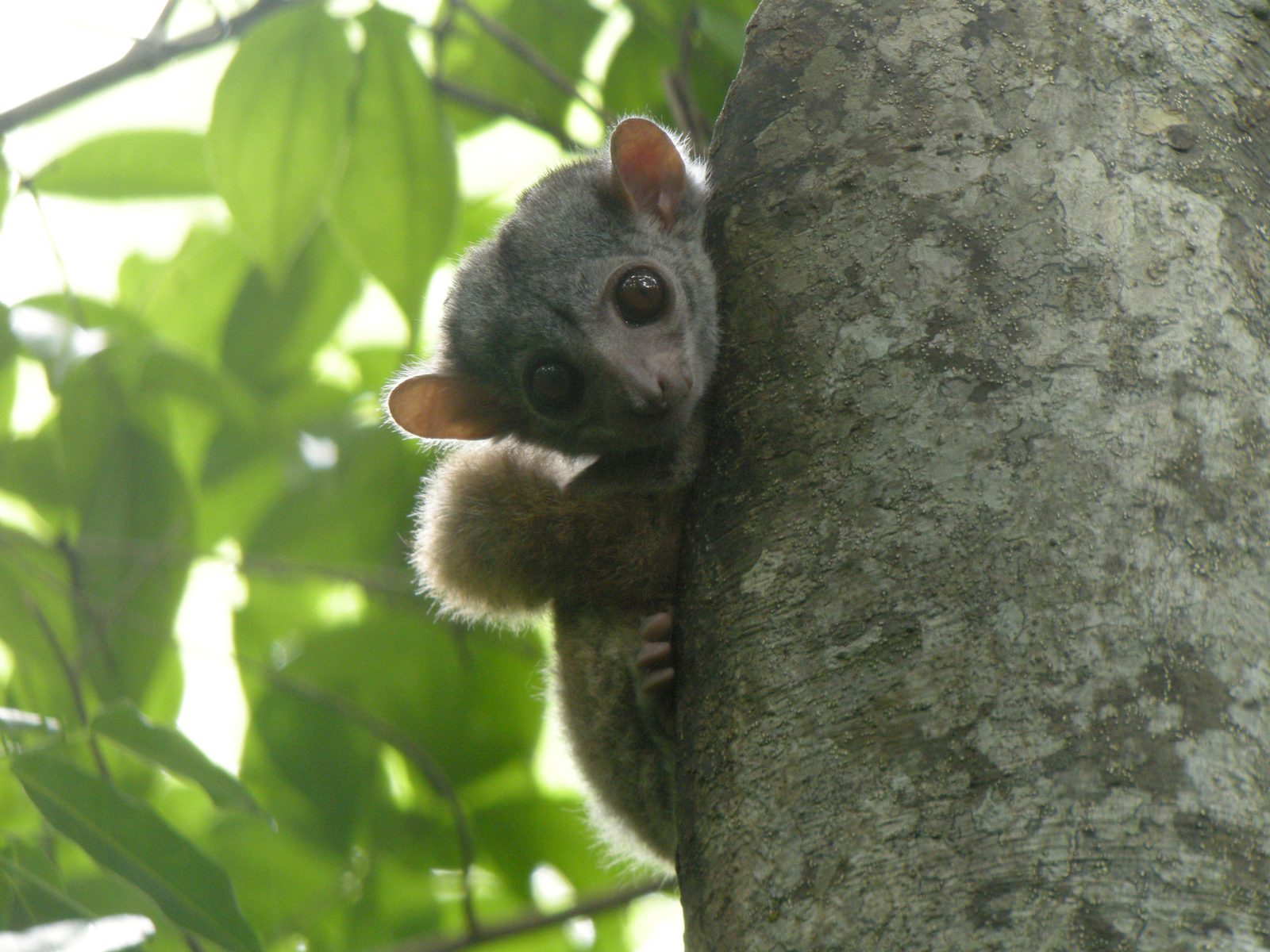 Lémur deportivo asomado en hueco de árbol en Madagascar