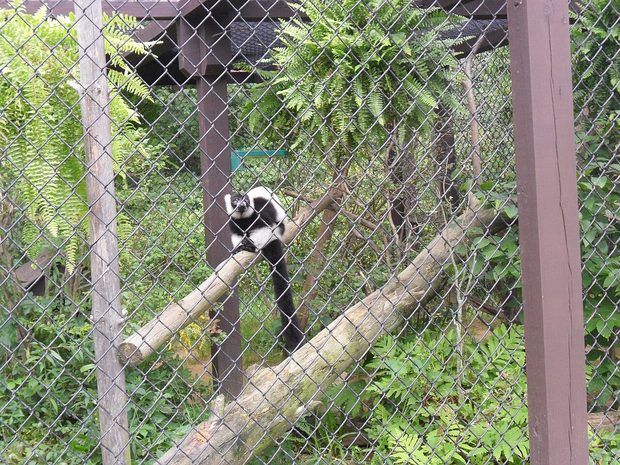 Lémur rufo blanco y negro (Varecia variegata)