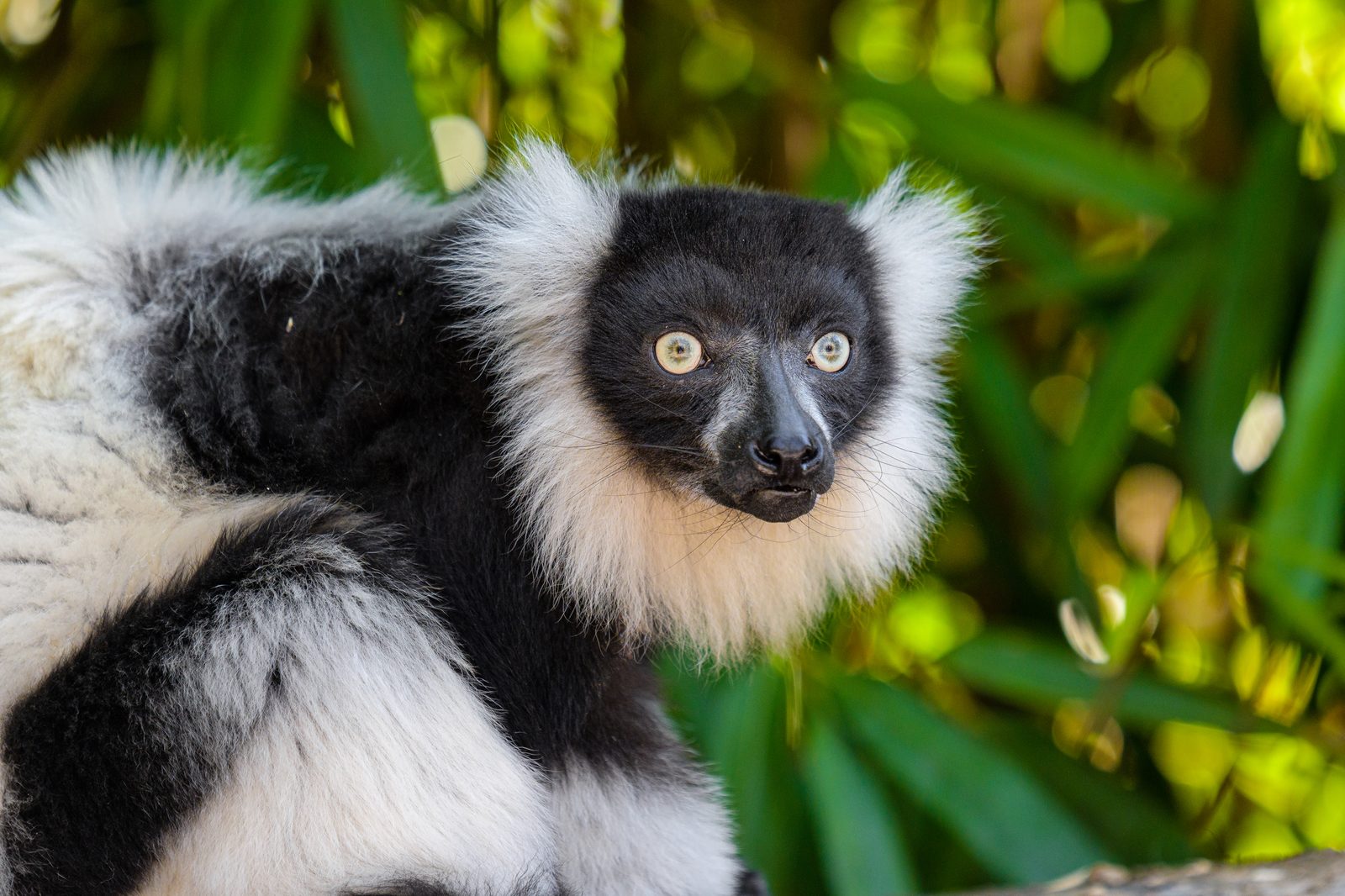 Lémur rufo blanco y negro (Varecia variegata) en bosque tropical de Madagascar