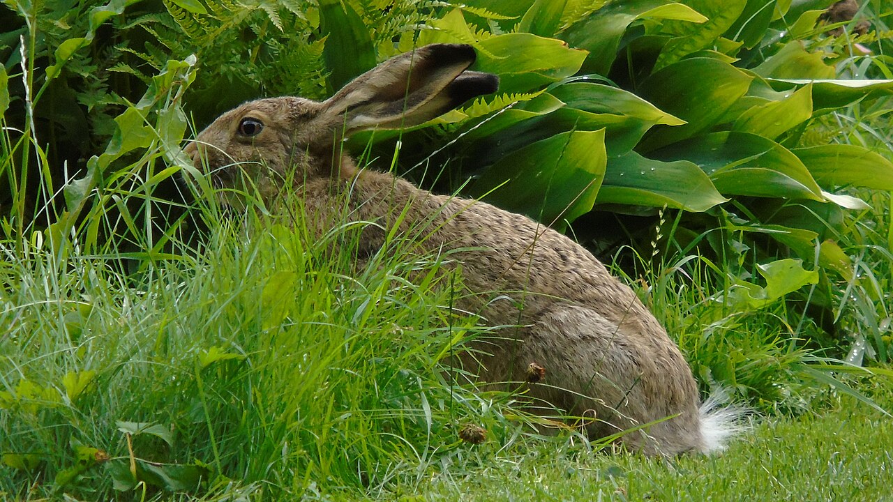 Liebre europea (Lepus europaeus)