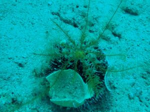 Lirio de mar mediterráneo (Antedon mediterranea)