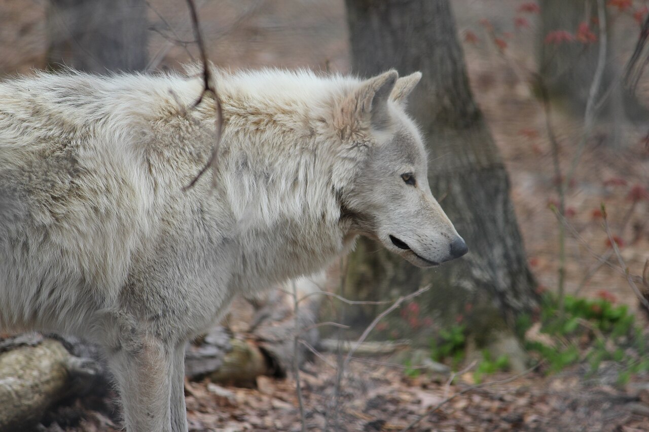 Lobo ártico (Canis lupus arctos)