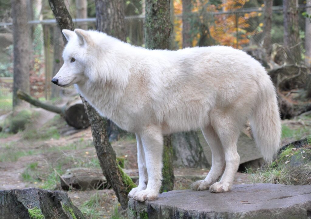 Un lobo ártico (Canis lupus arctos), la subespecie de lobo gris adaptada al alto Ártico.