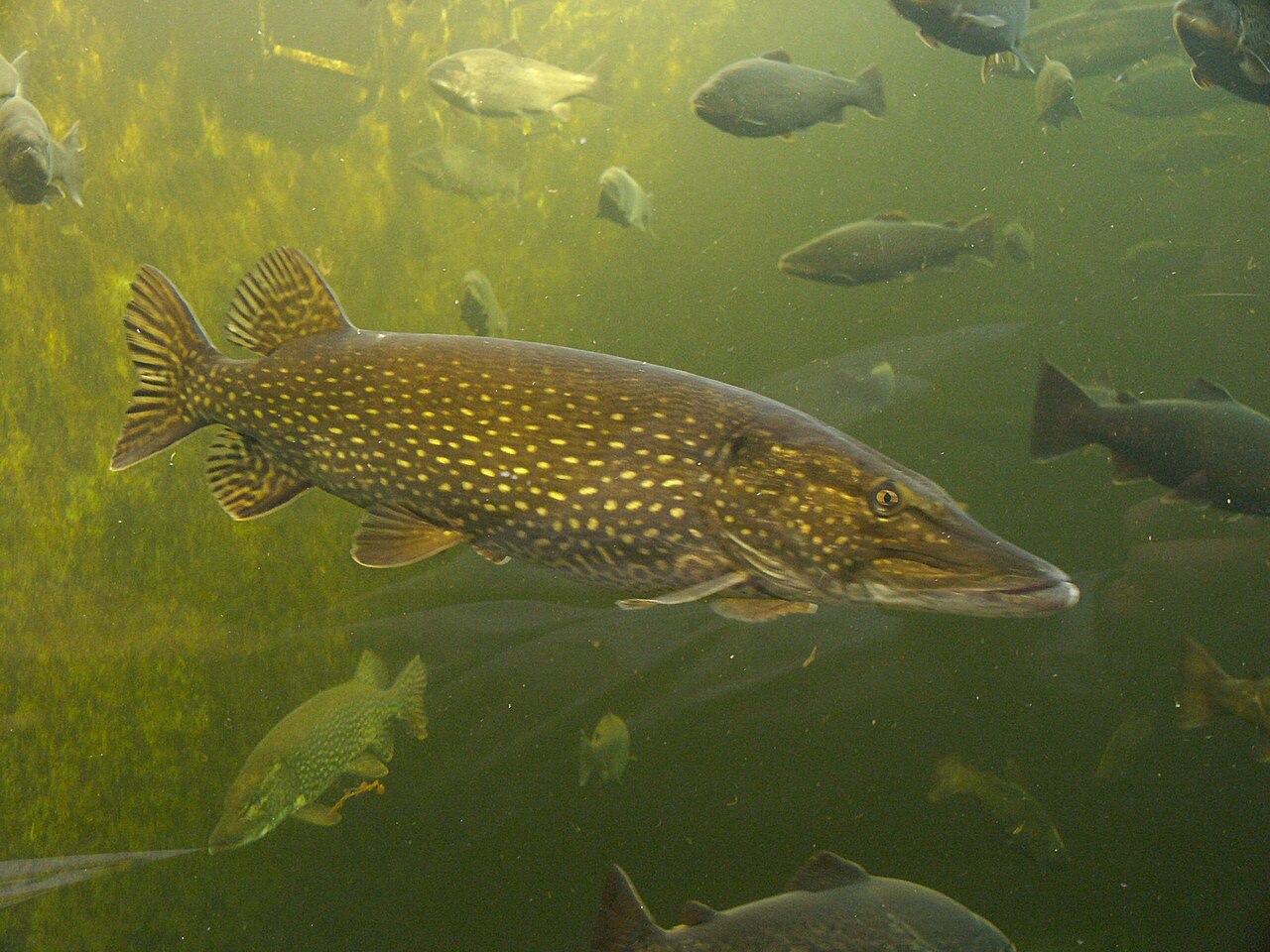Lucio (Esox lucius)