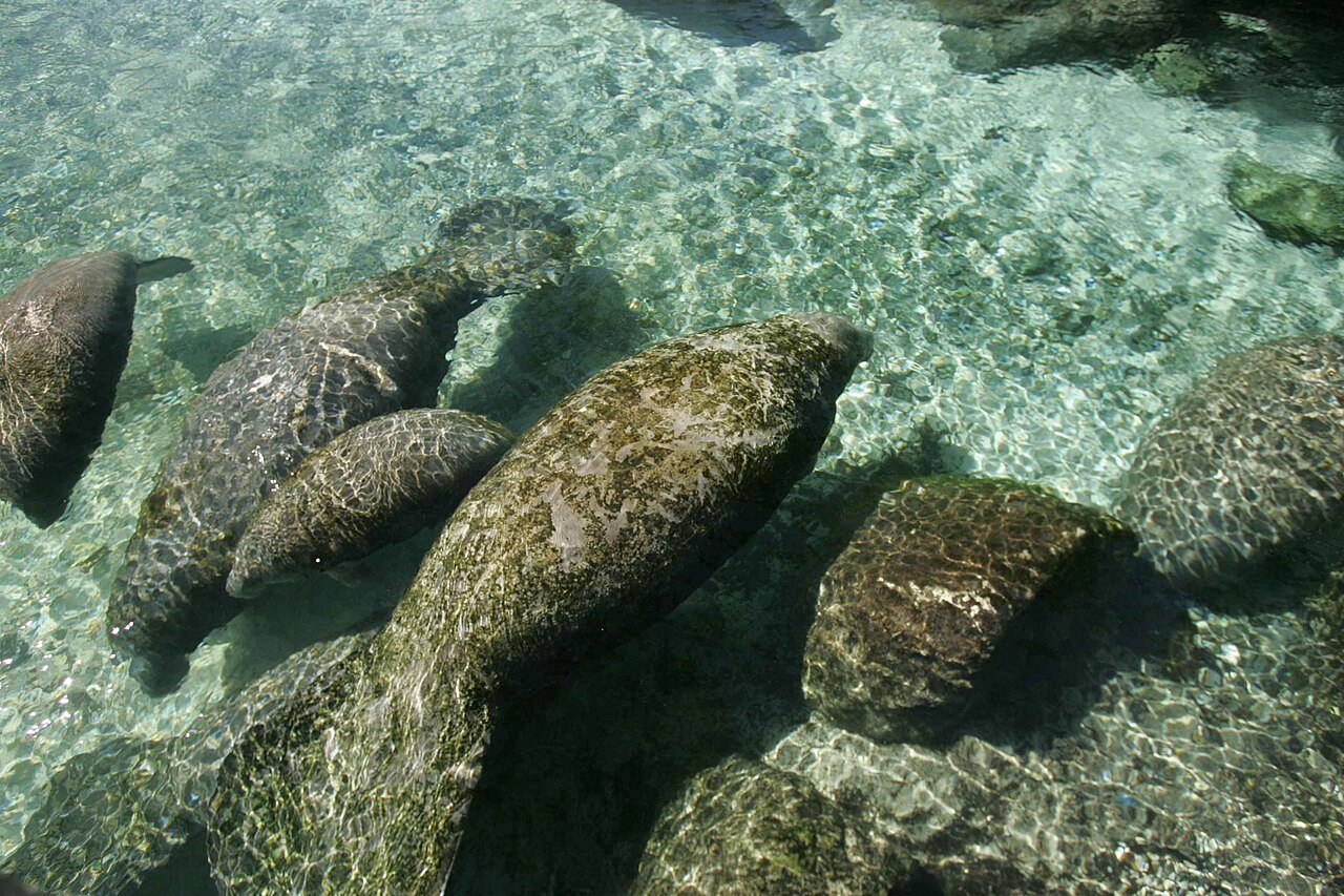 Manatí (Trichechus manatus)