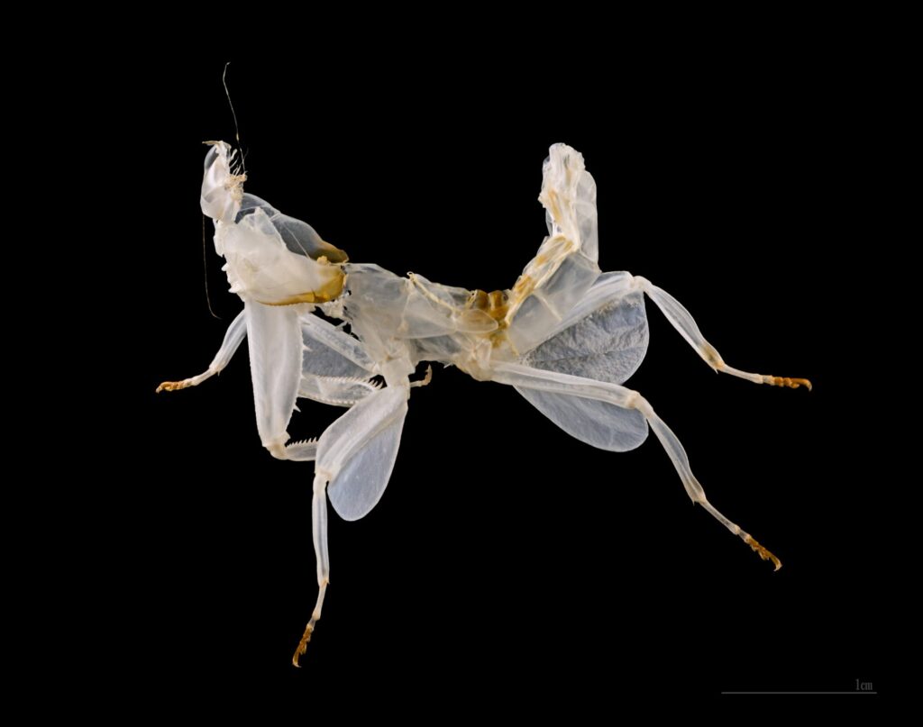 Mantis orquídea (Hymenopus coronatus) imitando una flor rosada