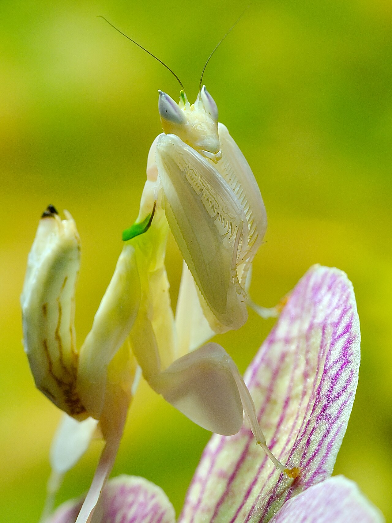 Mantis orquídea (Hymenopus coronatus)