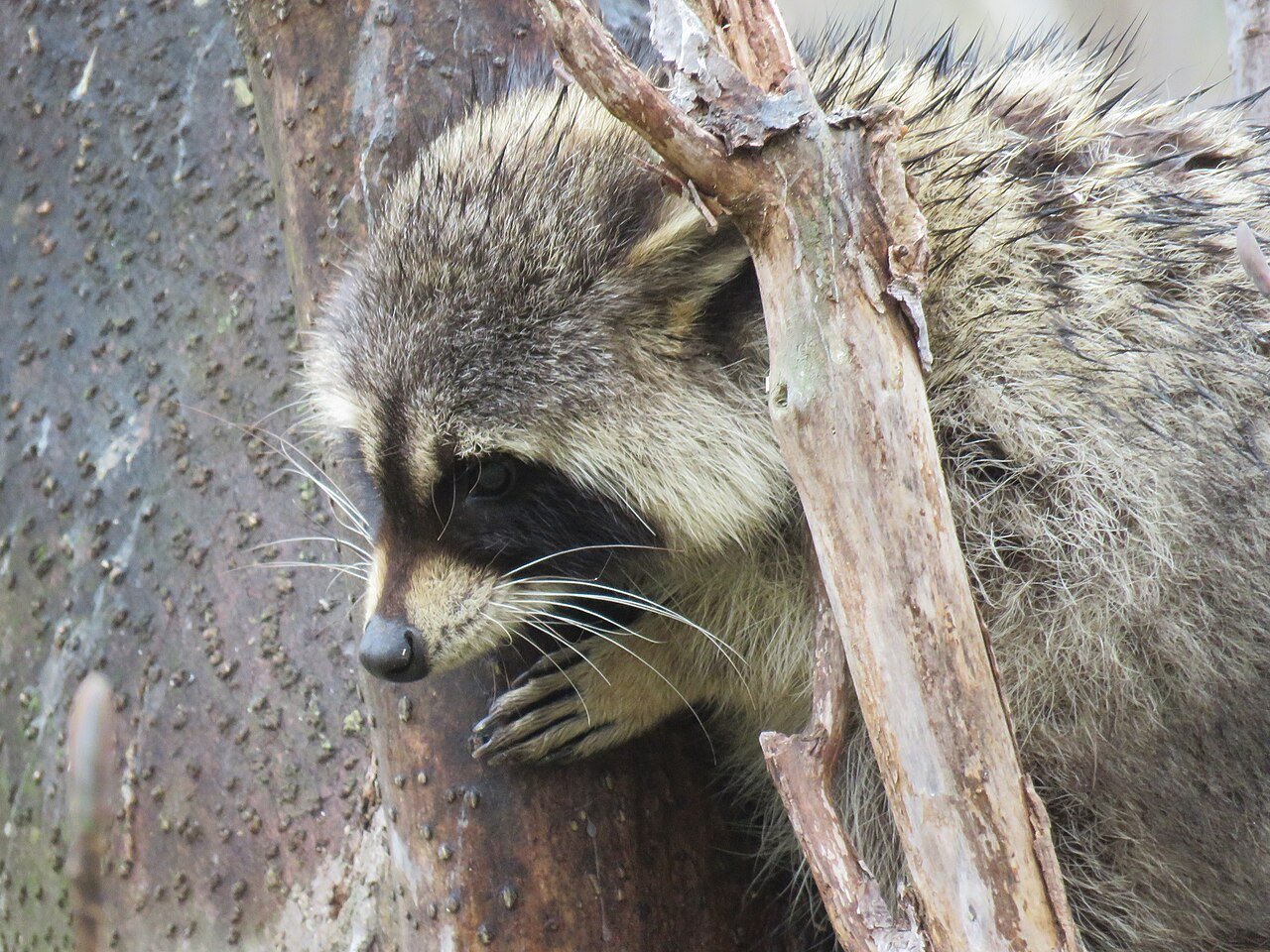 Mapache (Procyon lotor)