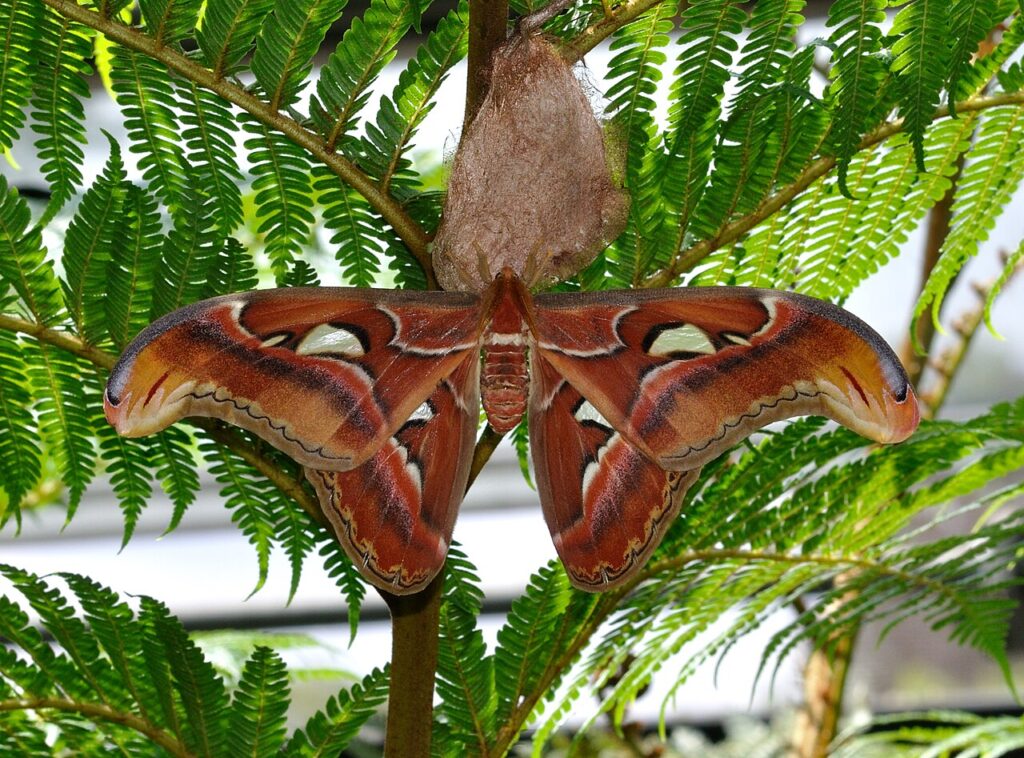 Mariposa atlas Attacus atlas la polilla mas grande del mundo