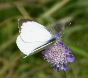 Mariposa blanca de la col: la mariposa más común de Europa